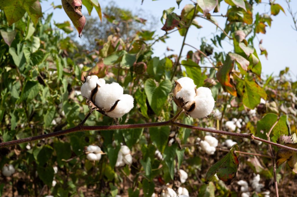 WhatsApp Image 2026-01-14 at 17.21.31